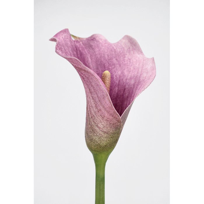 home-decor/artificial-plants-flowers/bizzotto-calla-lily-mauve-h82cm