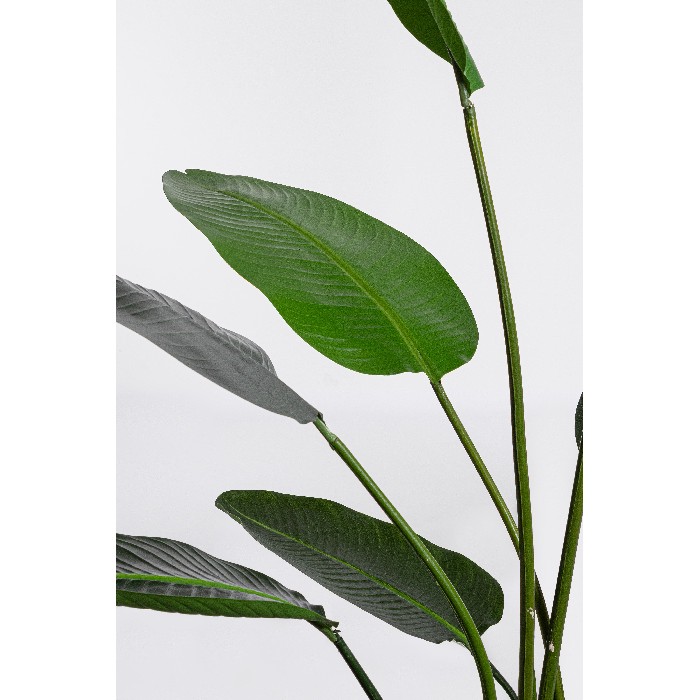 home-decor/artificial-plants-flowers/bizzotto-sterilizia-plant-with-vase-13-leaves-height-185cm