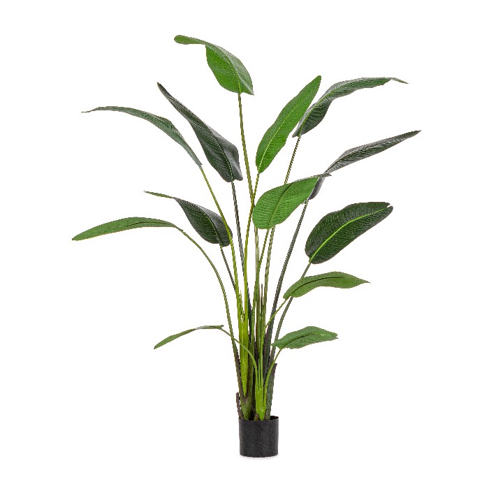 home-decor/artificial-plants-flowers/bizzotto-sterilizia-plant-with-vase-13-leaves-height-235cm