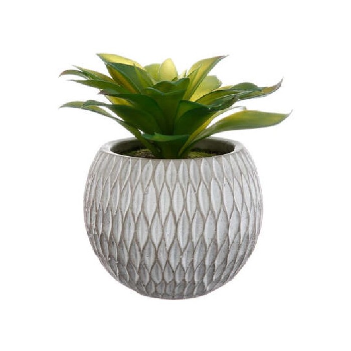 home-decor/indoor-pots-plant-stands/atmosphera-succulent-with-cement-pot-height-17cm-2-assorted