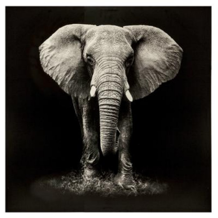 home-decor/wall-decor/atmosphera-elephant-printed-canvas-100cm-x-100cm