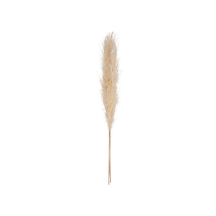 home-decor/artificial-plants-flowers/atmosphera-pampa-nat-stem-x-h110cm