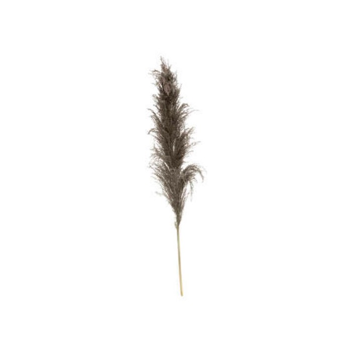 home-decor/artificial-plants-flowers/atmosphera-brown-pampa-x3-h110cm-marque