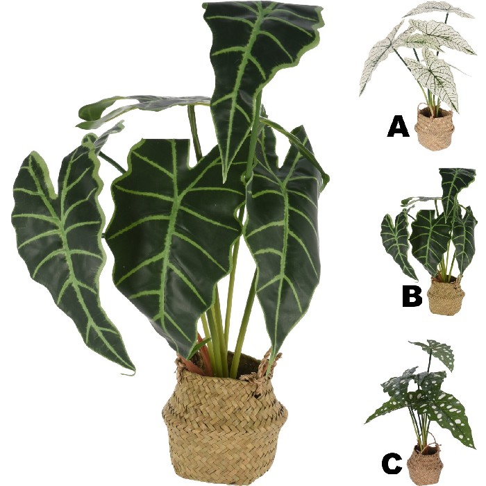 home-decor/artificial-plants-flowers/plant-alocasia-in-basket-51cm-3-assorted