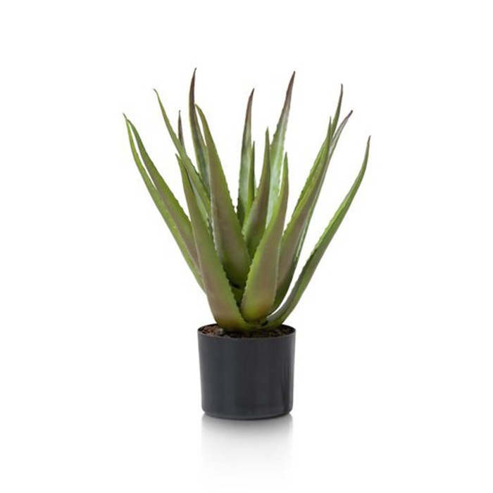 home-decor/artificial-plants-flowers/promo-coco-maison-aloe-plant-50-cm