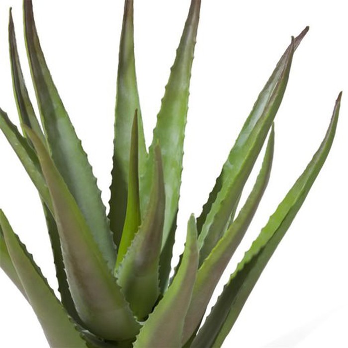 home-decor/artificial-plants-flowers/promo-coco-maison-aloe-plant-50-cm