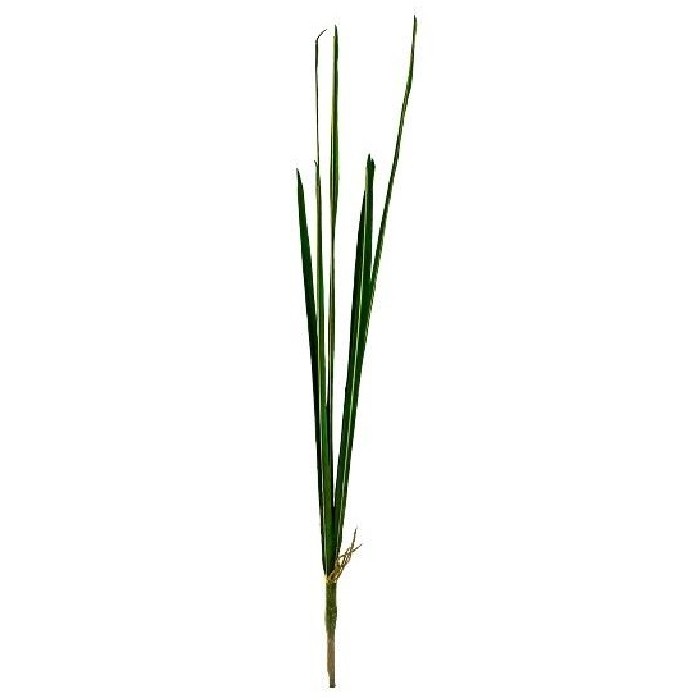 home-decor/artificial-plants-flowers/bundle-of-7-long-leaves-75cm