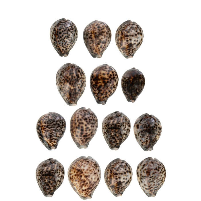 home-decor/decorative-ornaments/set-of-14-shells-tiger-shell-natural