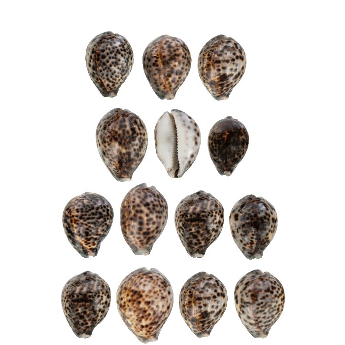 home-decor/decorative-ornaments/set-of-14-shells-tiger-shell-natural