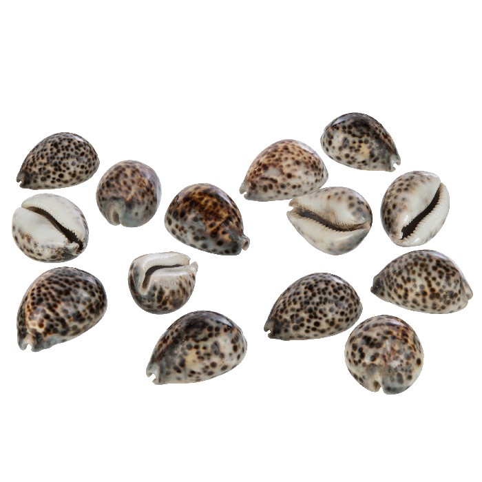 home-decor/decorative-ornaments/set-of-14-shells-tiger-shell-natural