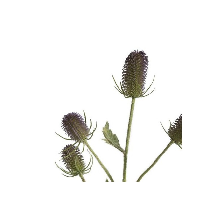 home-decor/artificial-plants-flowers/promo-coco-maison-dipsacus-spray-h90-cm
