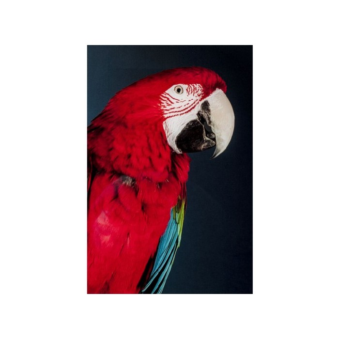 home-decor/wall-decor/promo-kare-glass-picture-twin-parrot-80x120cm
