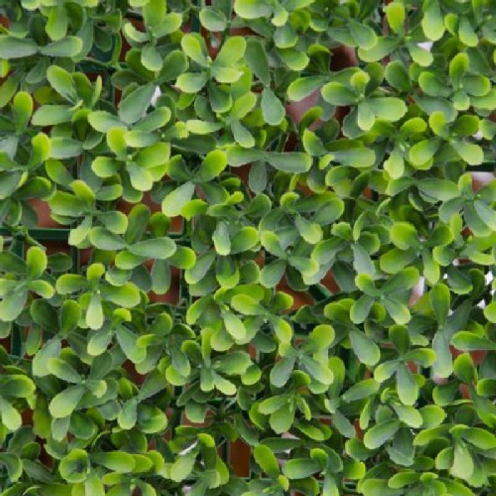home-decor/artificial-plants-flowers/buxus-green-wall-1m-x-1m