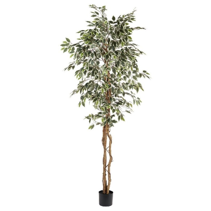 home-decor/artificial-plants-flowers/ficus-variegated-170cm