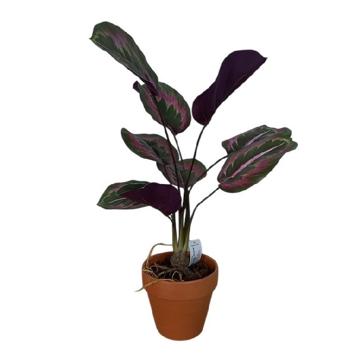 home-decor/artificial-plants-flowers/marantha-bush-57cm-potted
