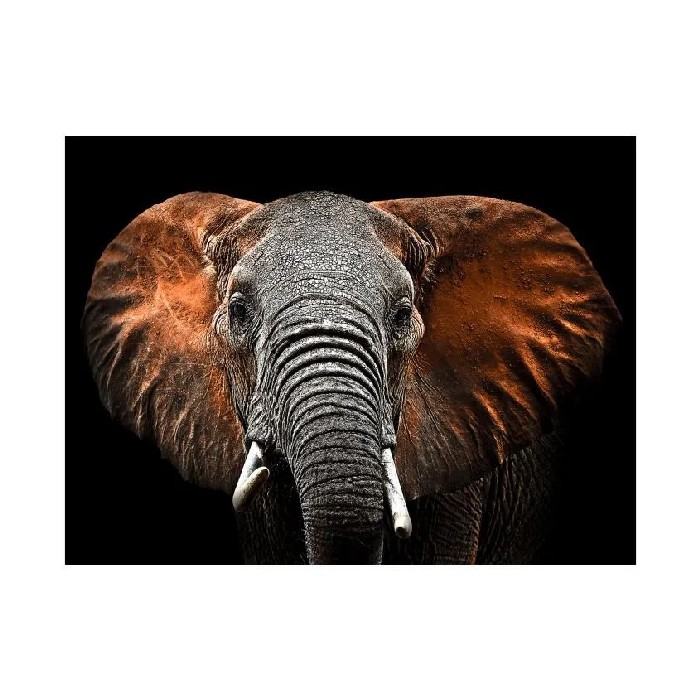 home-decor/wall-decor/styler-canvas-silver-85cm-x-113cm-ex512-red-elephant