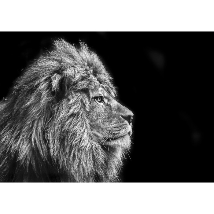 home-decor/wall-decor/styler-glasspik-animals-70cm-x-100cm-gl104-lion