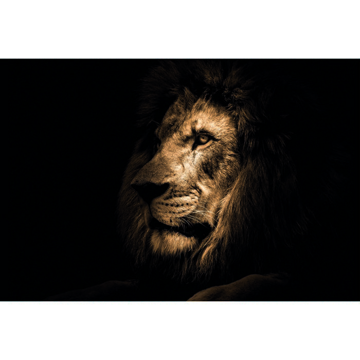 home-decor/wall-decor/styler-glass-animals3-70cm-x-100cm-sg-gl247-lion