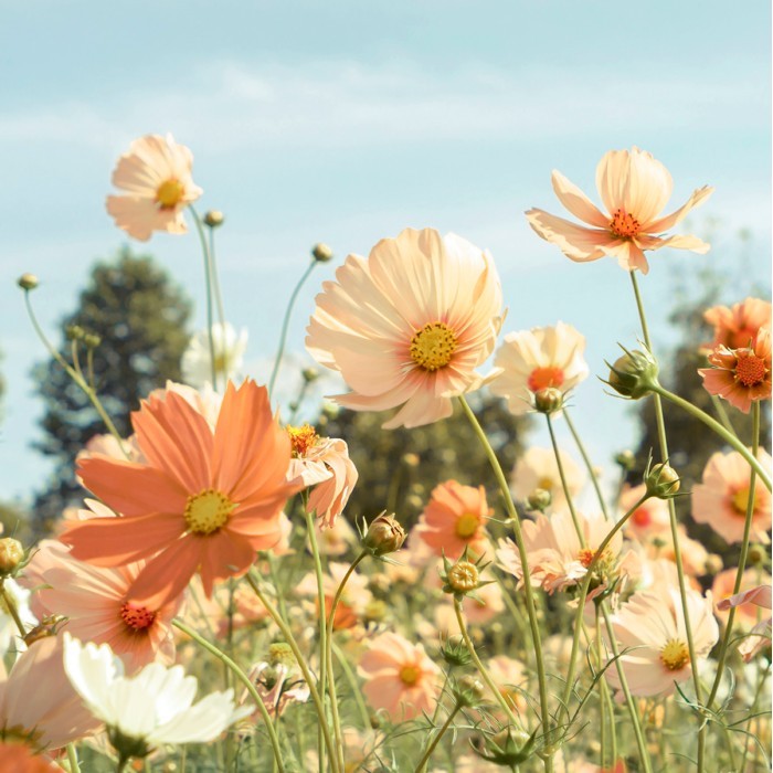 home-decor/wall-decor/styler-glasspik-30cm-x-30cm-gl305-yellow-meadow