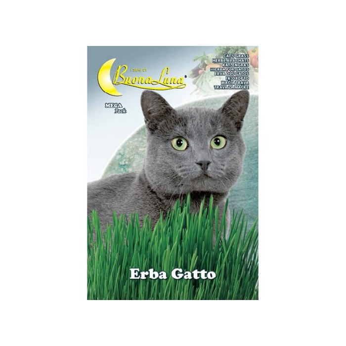 gardening/seeds/erba-gatto-seeds