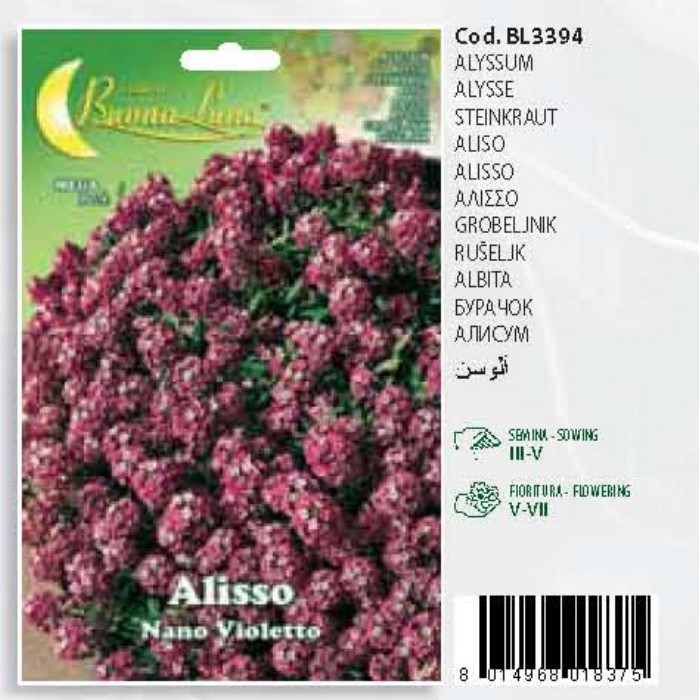 gardening/seeds/alisso-nano-violetto-seeds