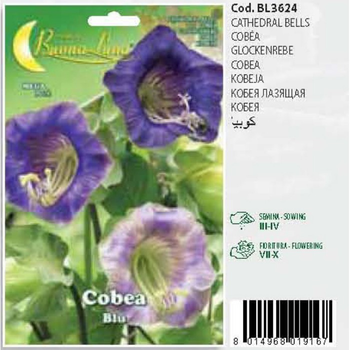gardening/seeds/cobea-3624