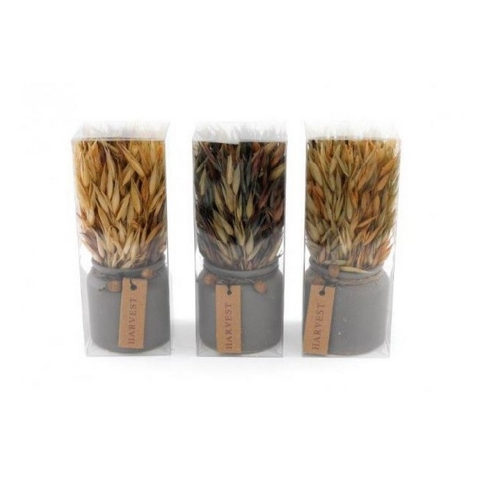 home-decor/indoor-pots-plant-stands/7cm-x-18cm-dried-grass-in-pot