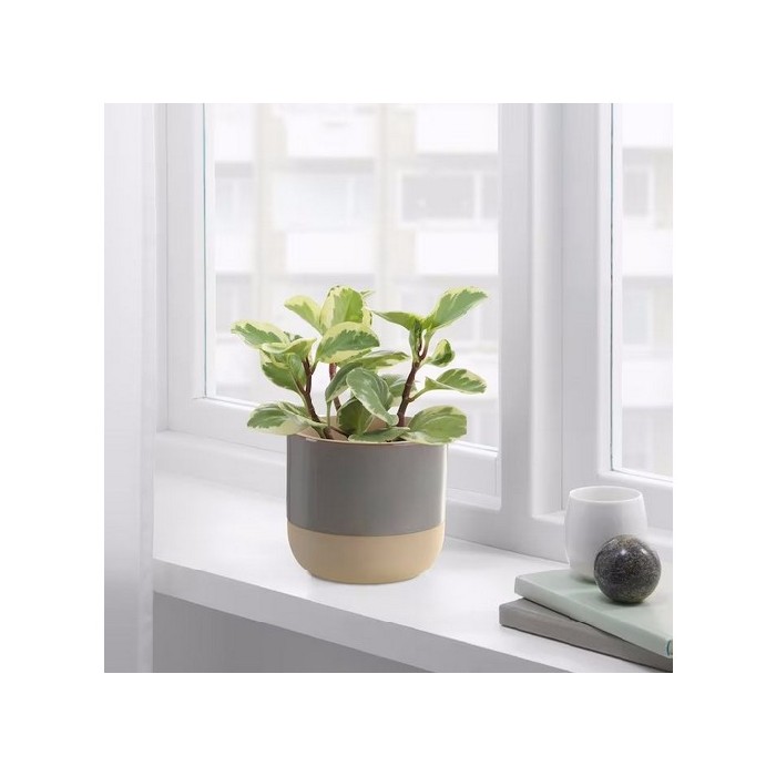 home-decor/indoor-pots-plant-stands/ikea-bollbuske-cachepot-light-grey-9cm