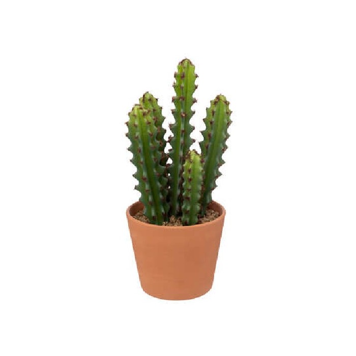 home-decor/artificial-plants-flowers/cactus-terra-pot-ali-h30