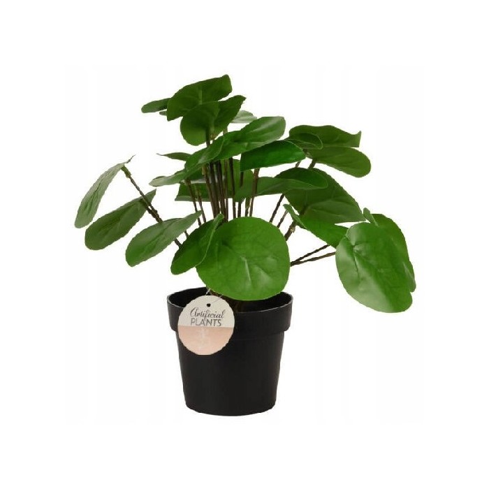 gardening/artificial-plants/plant-pilea-pilea-peperomioides-in-black-pp-pot-height-25cm
