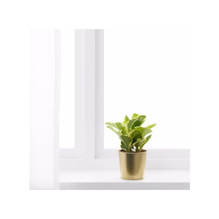 home-decor/indoor-pots-plant-stands/ikea-daidai-plant-pot-9-brass-colou