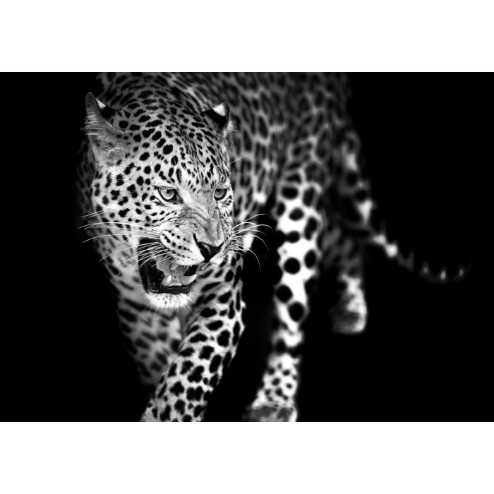 home-decor/wall-decor/styler-glasspik-animals-70cm-x-100cm-gl106-leopard