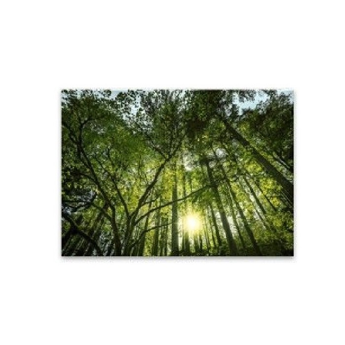 home-decor/wall-decor/styler-glasspik-ex245-80cm-x-120cm-green-forest