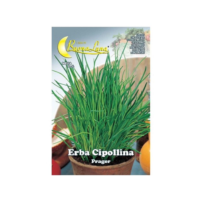 gardening/seeds/erba-cipollina-seeds