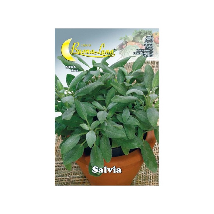gardening/seeds/salvia-seeds