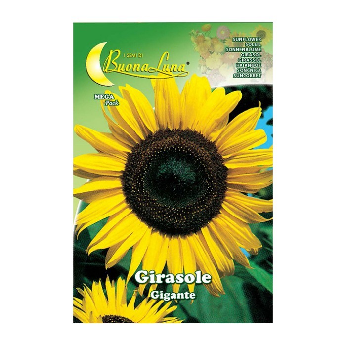 gardening/seeds/girasole-gigante-3194