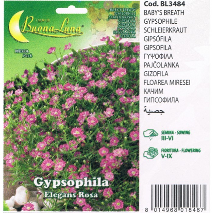 gardening/seeds/gypsophila-rosa-3484