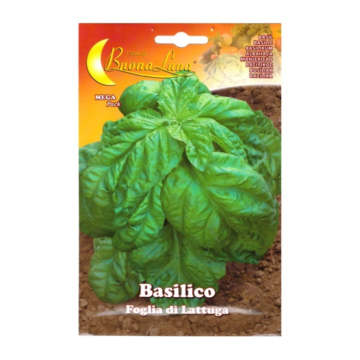 gardening/seeds/basilico-foglia-di-lattuga-0061