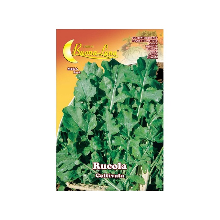 gardening/seeds/rucola-coltivata-0981